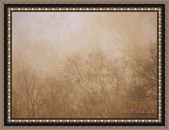 Raymond Gehman Sycamore And Oak Trees in Early Morning Fog on Otter Lake Framed Painting