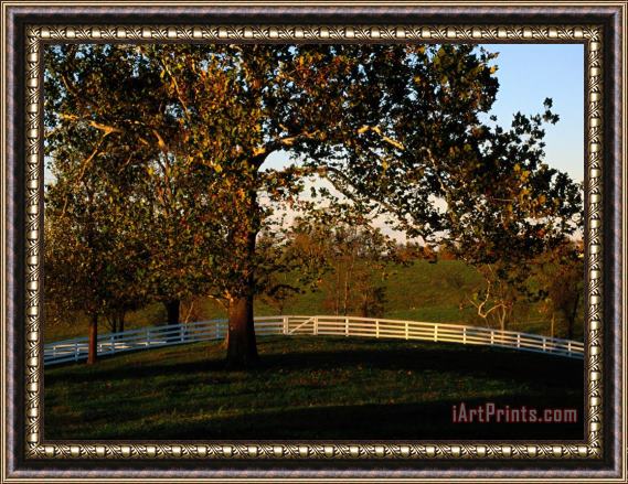 Raymond Gehman Sycamore Tree And Wood Fence at The Shaker Village at Pleasant Hill Framed Print