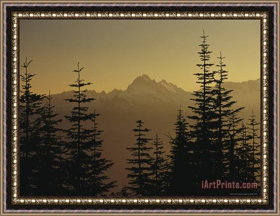 Raymond Gehman Tall Fir Trees Are Silhouetted Against a Snowy Mountain Range Framed Print