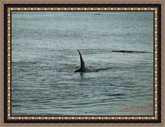Raymond Gehman The Dorsal Fin of a Killer Whale Rides High Above The Waters Surface Framed Painting