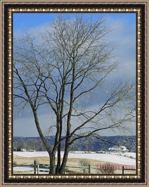 Raymond Gehman The Frozen Branches of a Tree Sparkle in The Sunlight Waynesboro Pennsylvania Framed Painting