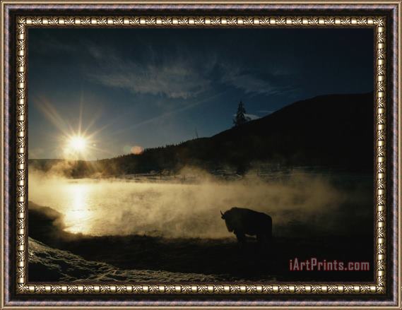 Raymond Gehman The Sun Sets Over a Silhouetted Bison Standing Near a Hotspring Framed Print