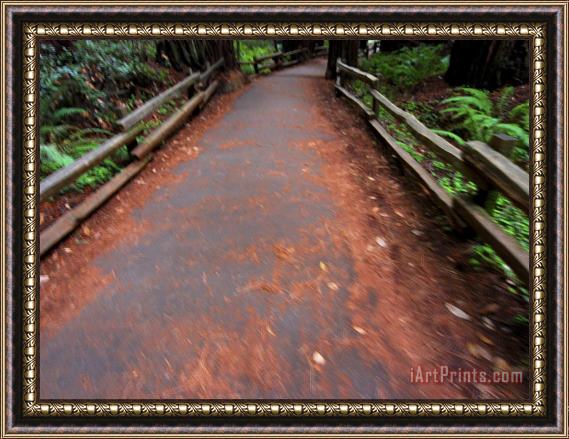 Raymond Gehman Trail in Muir Woods National Monument California Framed Print