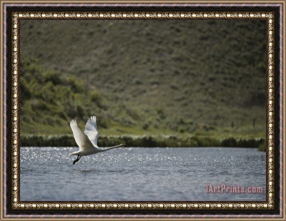 Raymond Gehman Trumpeter Swan Red Rocks National Wildlife Refuge Montana Framed Painting