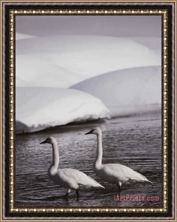 Raymond Gehman Trumpeter Swans in a Snowy Landscape Yellow River Wyoming Framed Print