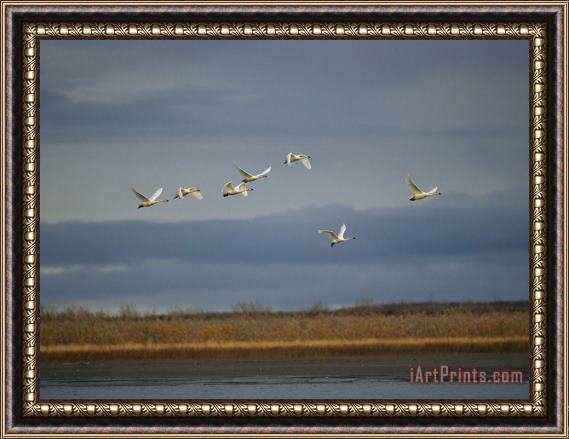 Raymond Gehman Tundra Swans Fly Over The Mackenzie River Framed Print