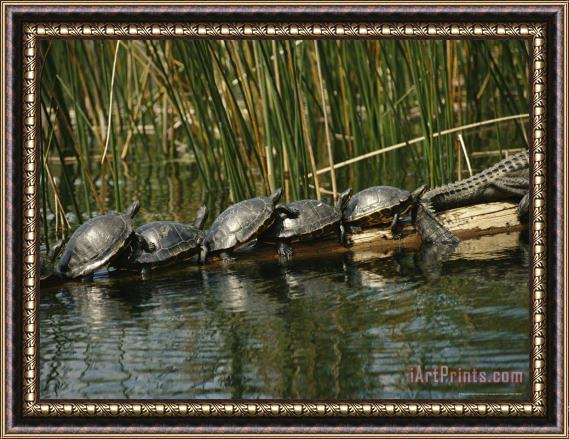 Raymond Gehman Turtles Line Up on The Safe Side of an Alligator Framed Painting