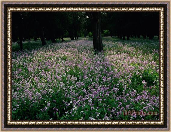 Raymond Gehman View of a Flowering Park at The Temple of Heaven Framed Painting
