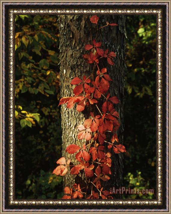Raymond Gehman Virginia Creeper Vine in Autumn Colors Climbing a Tree Trunk Framed Painting