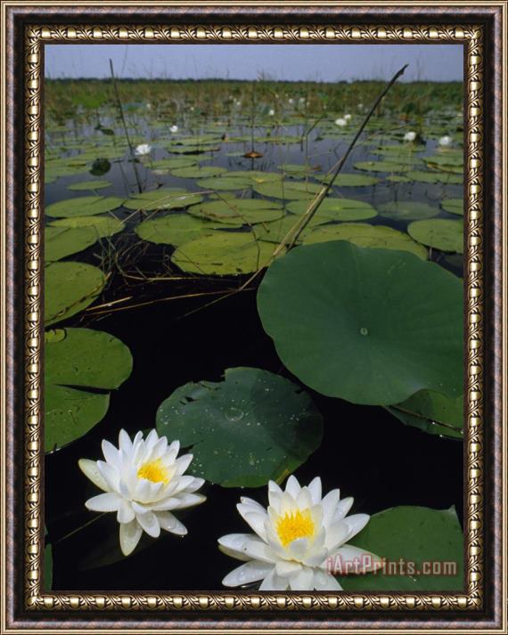 Raymond Gehman Water Lilies Bloom on Tiger Cove in Lake Kissimmee State Park in Central Florida Framed Painting