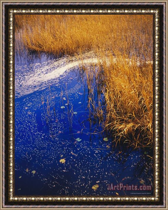 Raymond Gehman Water Lilies Wind Whipped Foam And Wire Grass at The Lakes Edge Near Lake Waccamaw Framed Print