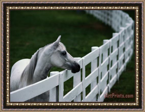 Raymond Gehman White Horse Staring Over a Wooden Fence Framed Print