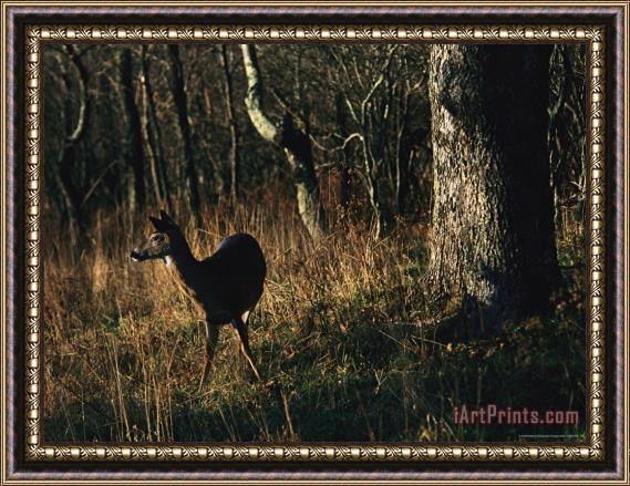 Raymond Gehman White Tailed Deer Standing Near Oak Tree at Woods Edge Framed Print