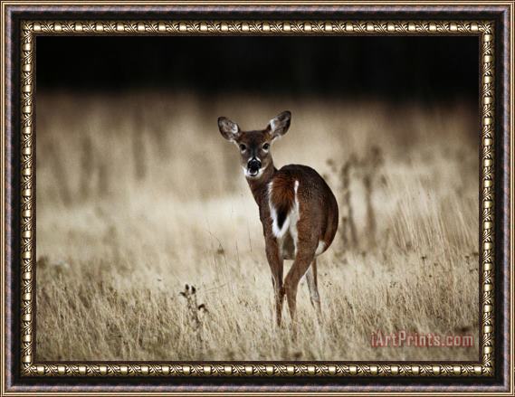 Raymond Gehman White Tailed Deer Vocalizing in Meadow Area Framed Print