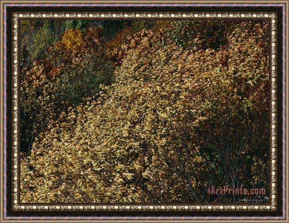 Raymond Gehman Wild Cherry Tree Leaves Blowing in The Wind Framed Print