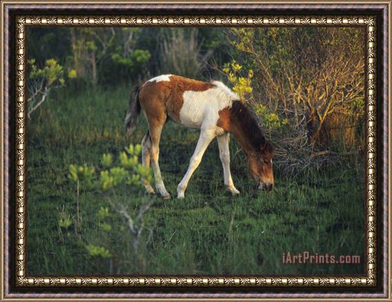 Raymond Gehman Wild Pony Grazing on Tender Grasses Framed Print