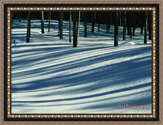 Raymond Gehman Winter Woodland View of a Lodgepole Pine Forest in Wyoming Framed Print
