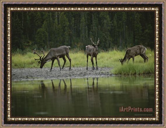 Raymond Gehman Woodland Caribou at a Mineral Lick in The Muskwa Kechika Wilderness Framed Print
