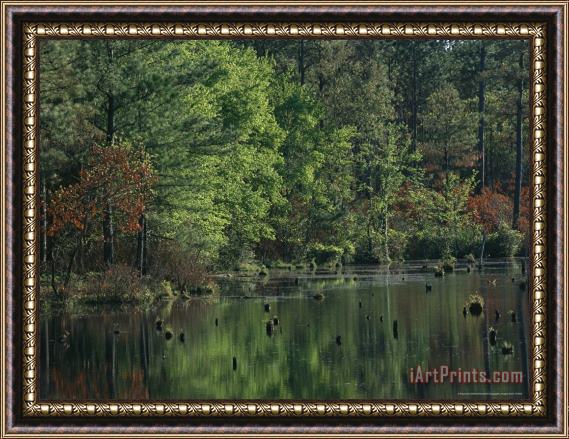 Raymond Gehman Woodland Waterway with Tree Reflections Framed Painting