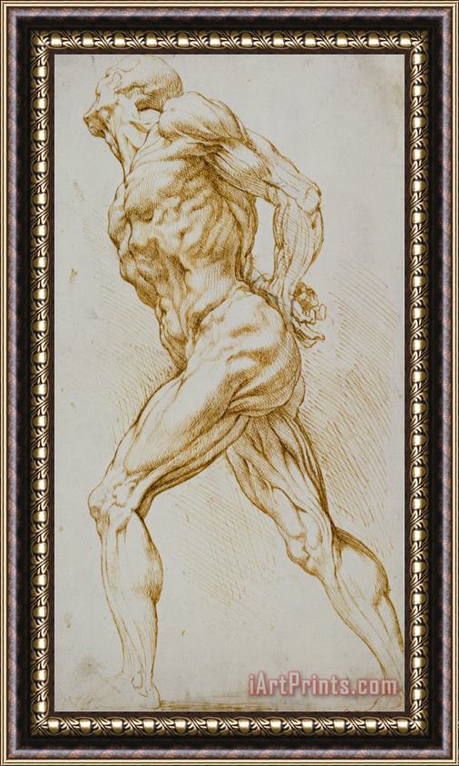 Rubens Anatomical Study Framed Print