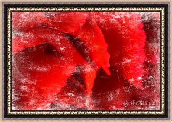 Sia Aryai Carnation Red I Framed Print