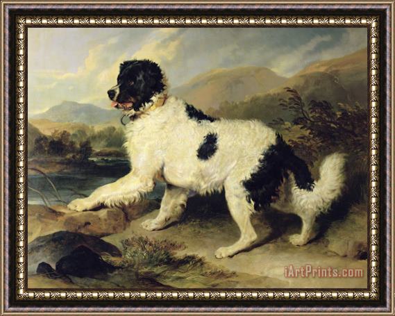 Sir Edwin Landseer Newfoundland Dog Called Lion Framed Painting