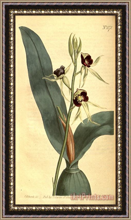 Sydenham Teast Edwards Prosthechea Cochleata 1803 Framed Painting