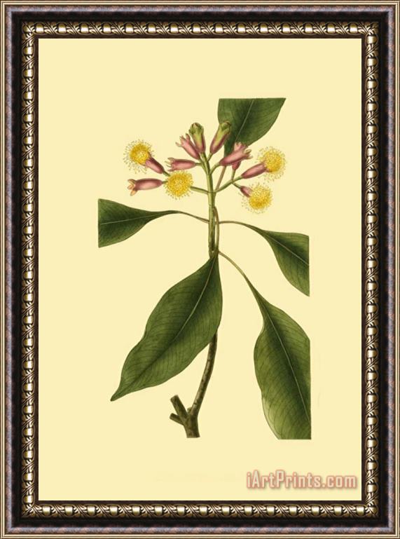 Sydenham Teast Edwards Tropical Ambrosia Iv Framed Painting
