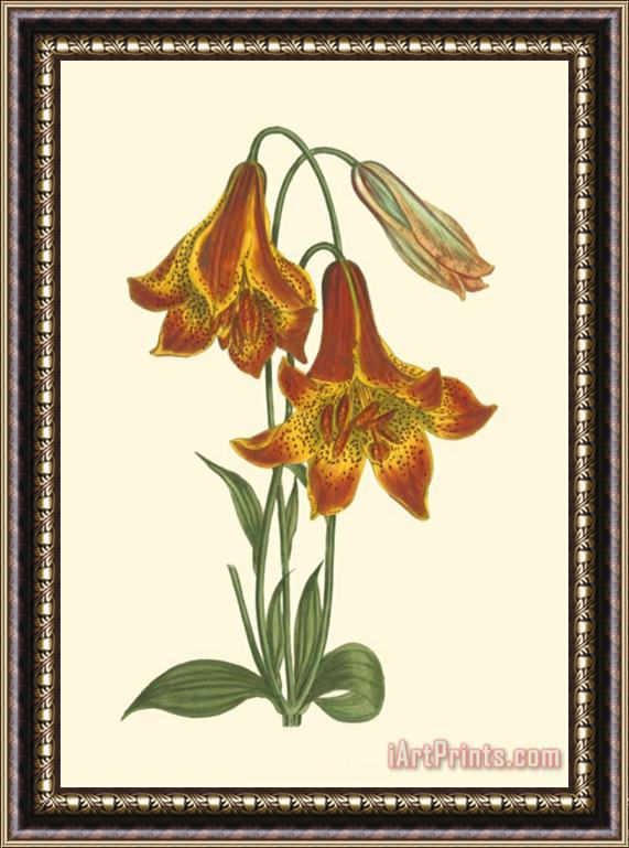 Sydenham Teast Edwards Vibrant Blooms III Framed Painting