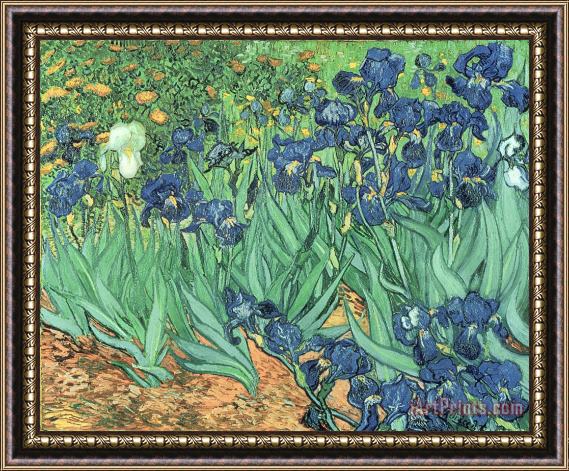 Vincent Van Gogh Irises Framed Print