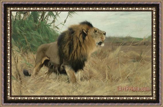 Wilhelm Kuhnert Berber Lion Framed Painting