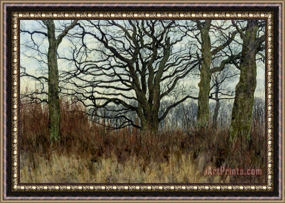 William Fraser Garden Woodland Scene at Twilight Framed Print