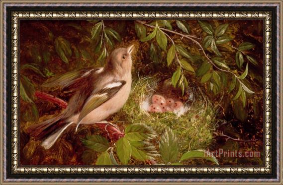 William Hughes A Chaffinch at its Nest Framed Print