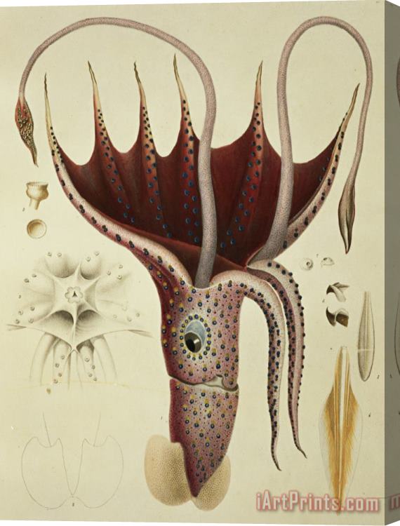 A Chazal Squid Stretched Canvas Painting / Canvas Art