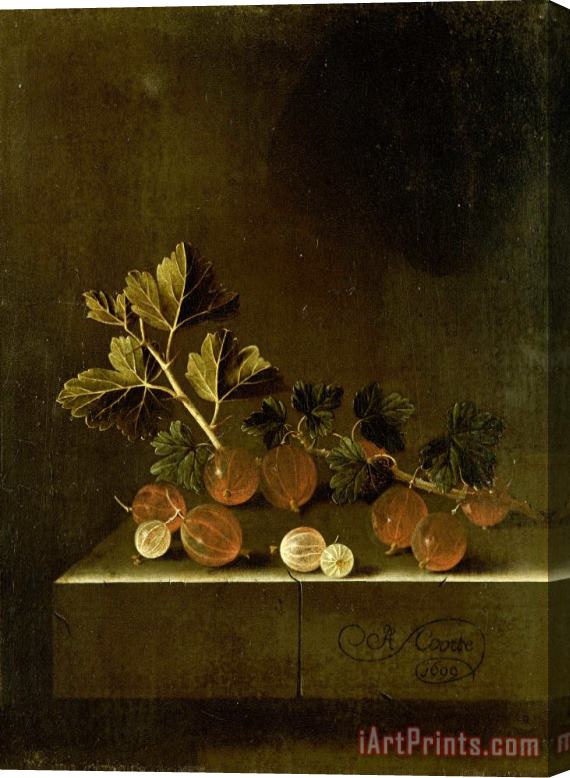 Adriaen Coorte A Sprig of Gooseberries on a Stone Plinth Stretched Canvas Print / Canvas Art