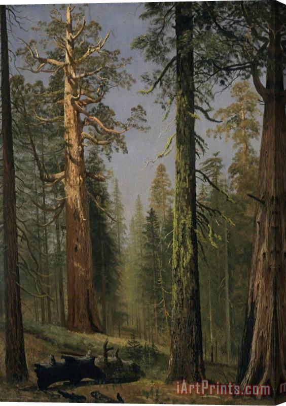Albert Bierstadt The Grizzly Giant Sequoia, Mariposa Grove, California, 1872 Stretched Canvas Print / Canvas Art