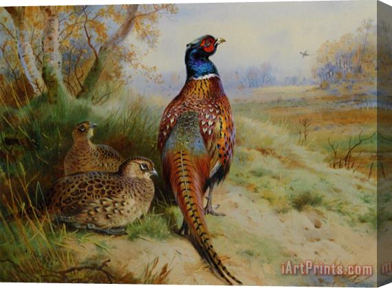 Archibald Thorburn Cock And Hen Pheasant at The Edge of a Wood Stretched Canvas Print / Canvas Art
