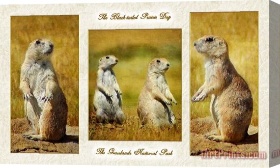 Blair Wainman Poster Prairie Dogs Stretched Canvas Print / Canvas Art