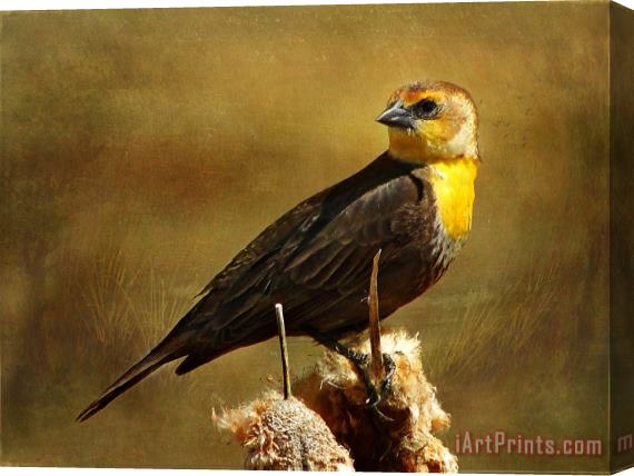 Blair Wainman Prairie Gold Stretched Canvas Print / Canvas Art