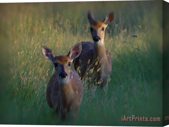 Blair Wainman Surprise Encounter Stretched Canvas Painting / Canvas Art