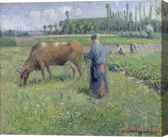 Camille Pissarro Girl Tending a Cow in Pasture Stretched Canvas Print / Canvas Art