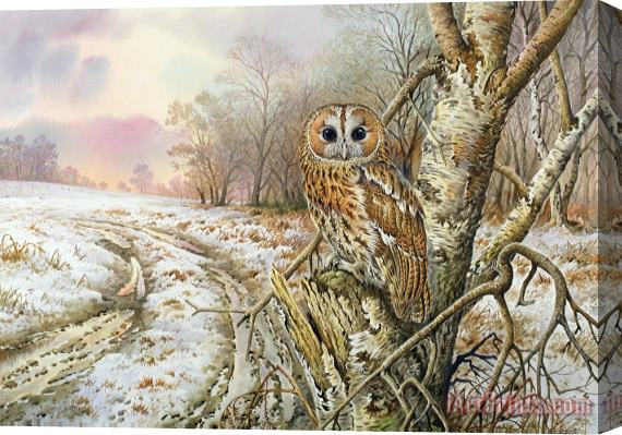 Carl Donner Tawny Owl Stretched Canvas Print / Canvas Art