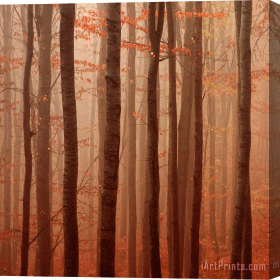 Collection 12 Forest Barcode Stretched Canvas Print / Canvas Art