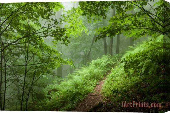Collection 12 Green Forest Stretched Canvas Print / Canvas Art