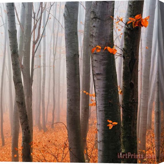 Collection 12 Orange Wood Stretched Canvas Print / Canvas Art