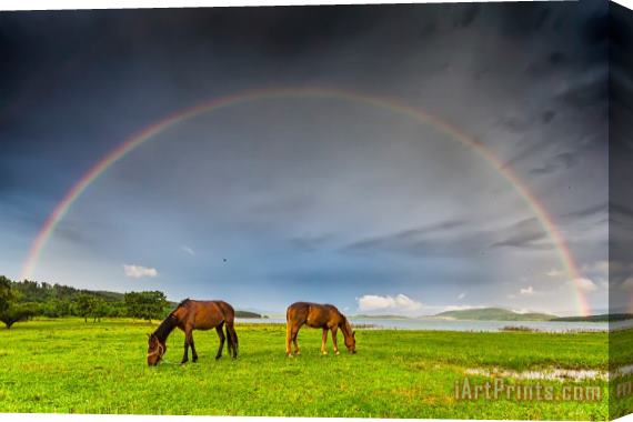 Collection 12 Rainbow Horses Stretched Canvas Print / Canvas Art