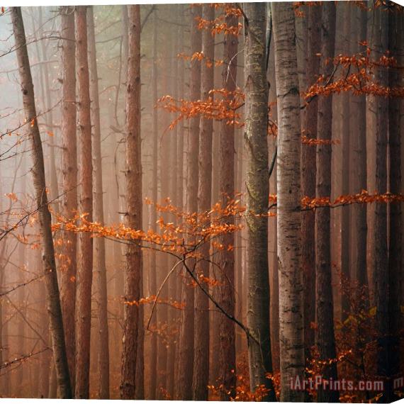 Collection 12 Red Wood Stretched Canvas Print / Canvas Art