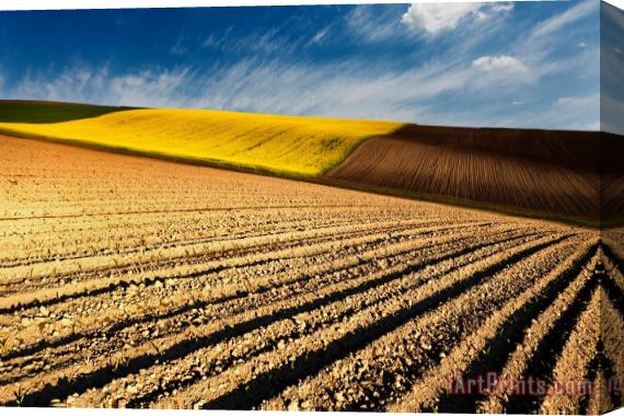 Collection 12 Spring Fields Stretched Canvas Print / Canvas Art