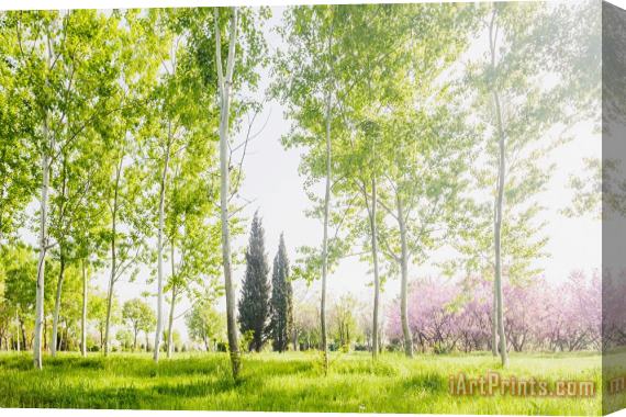 Collection 12 Spring Park Stretched Canvas Print / Canvas Art