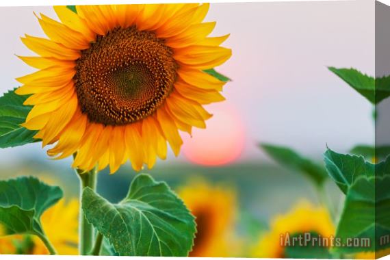 Collection 12 Sunflower Stretched Canvas Print / Canvas Art